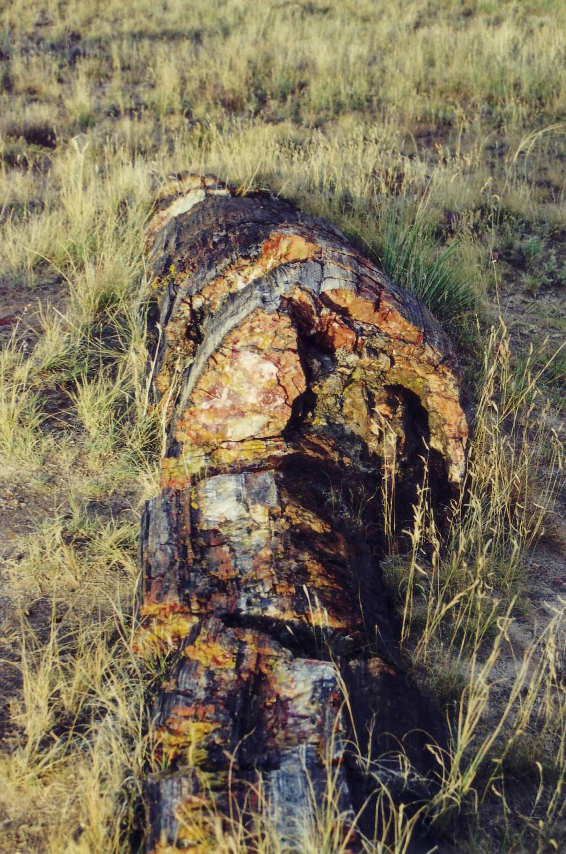 Versteinerter Baumstamm im Petrified Forrest National Park