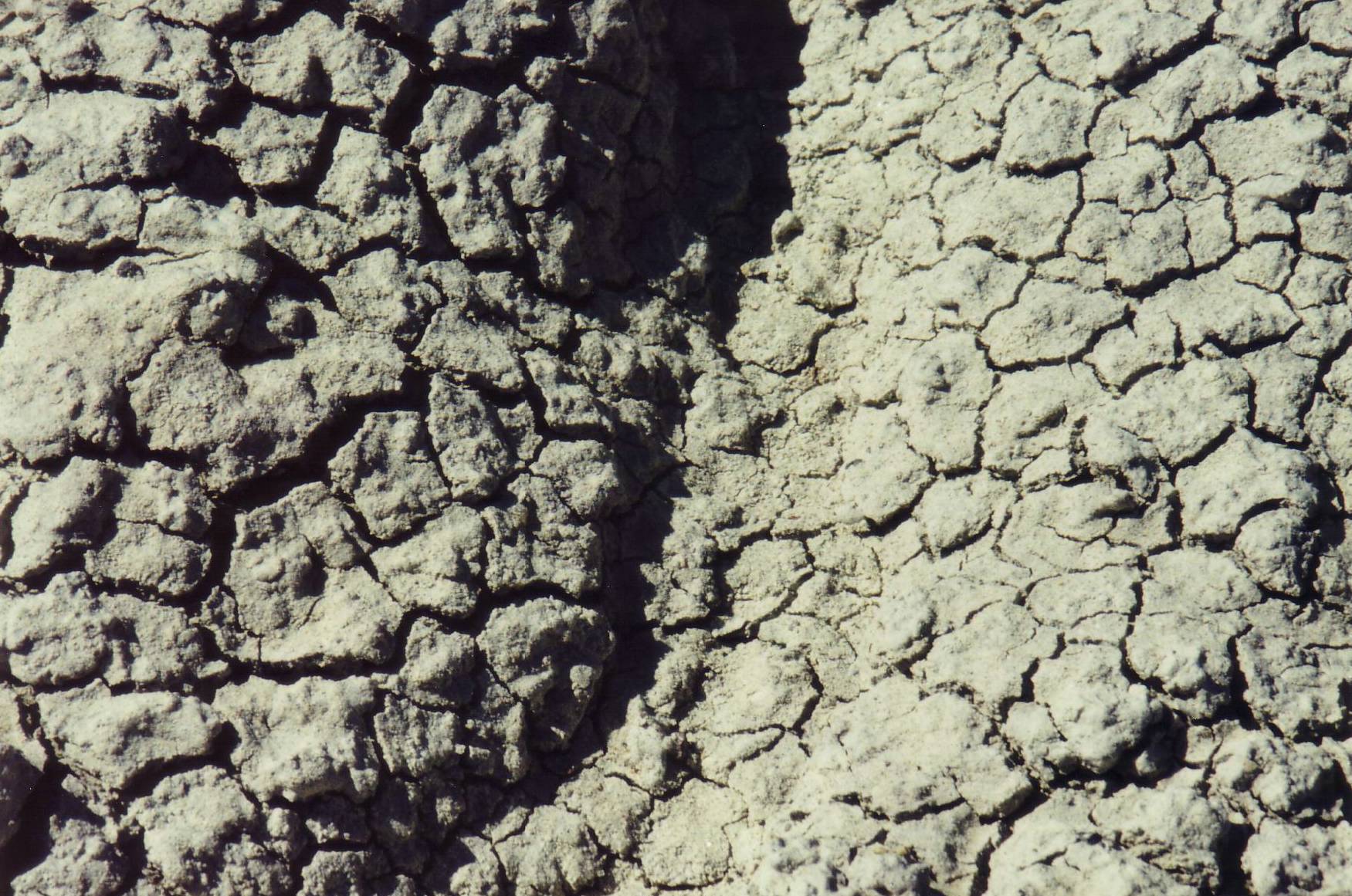 Unter diesen Lehmkursten sind noch Massenhaft versteine.....
