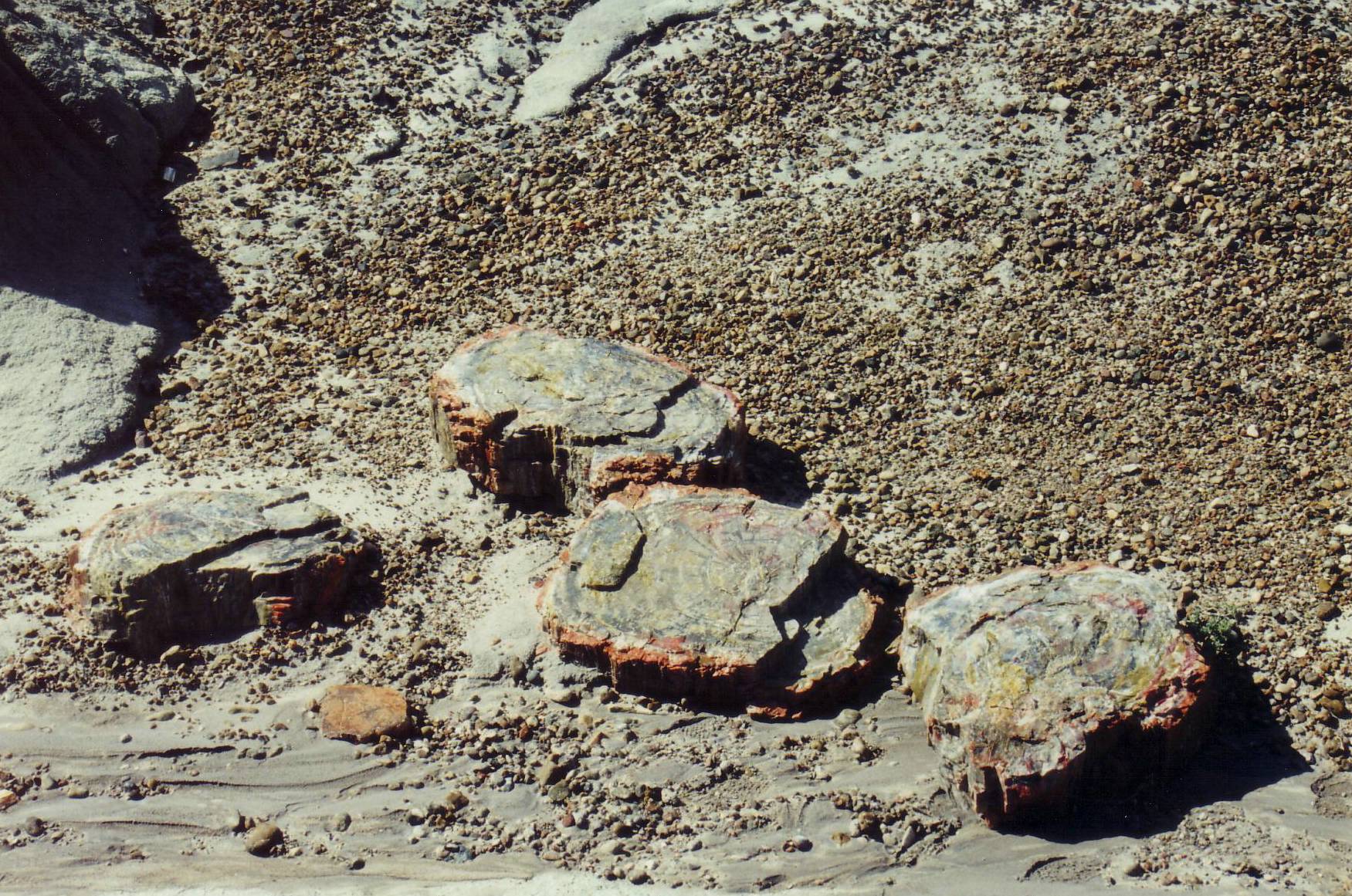 Versteinerte Baumstammscheiben