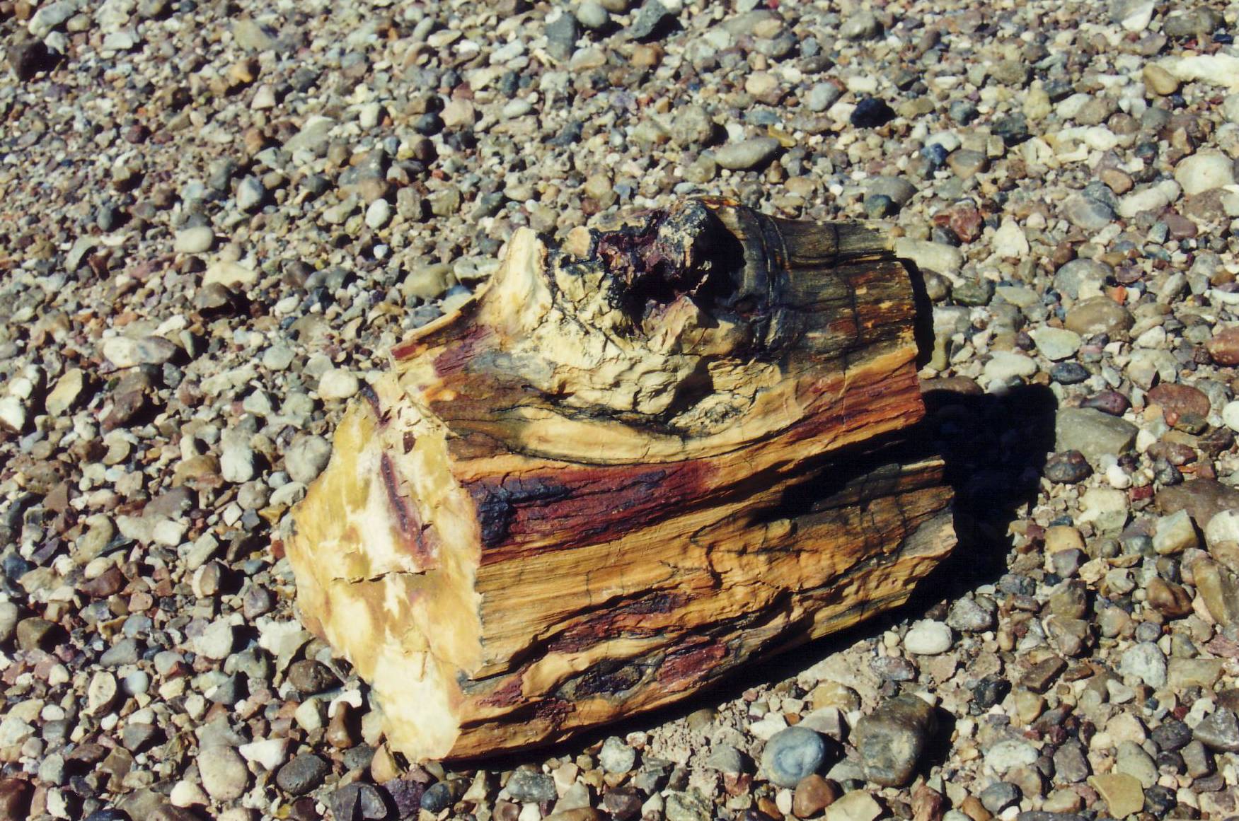 Versteinertes Holzst&uuml;ck