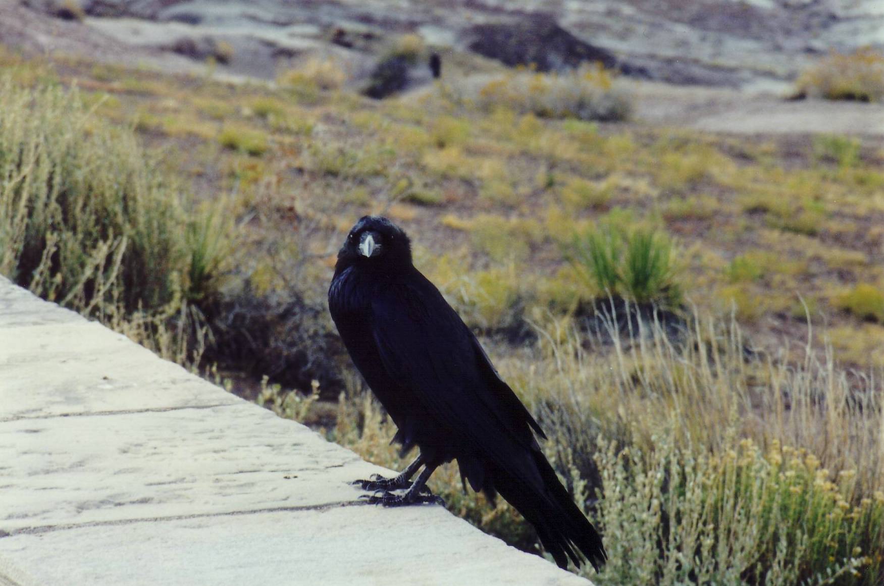 Petrified Forest National Park