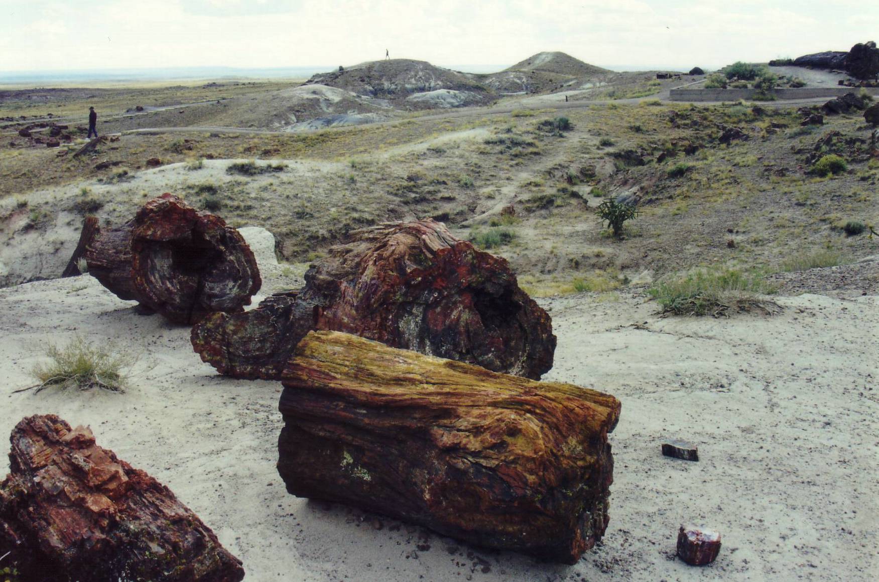 Versteinertes Holz im Petrified Forest National Park