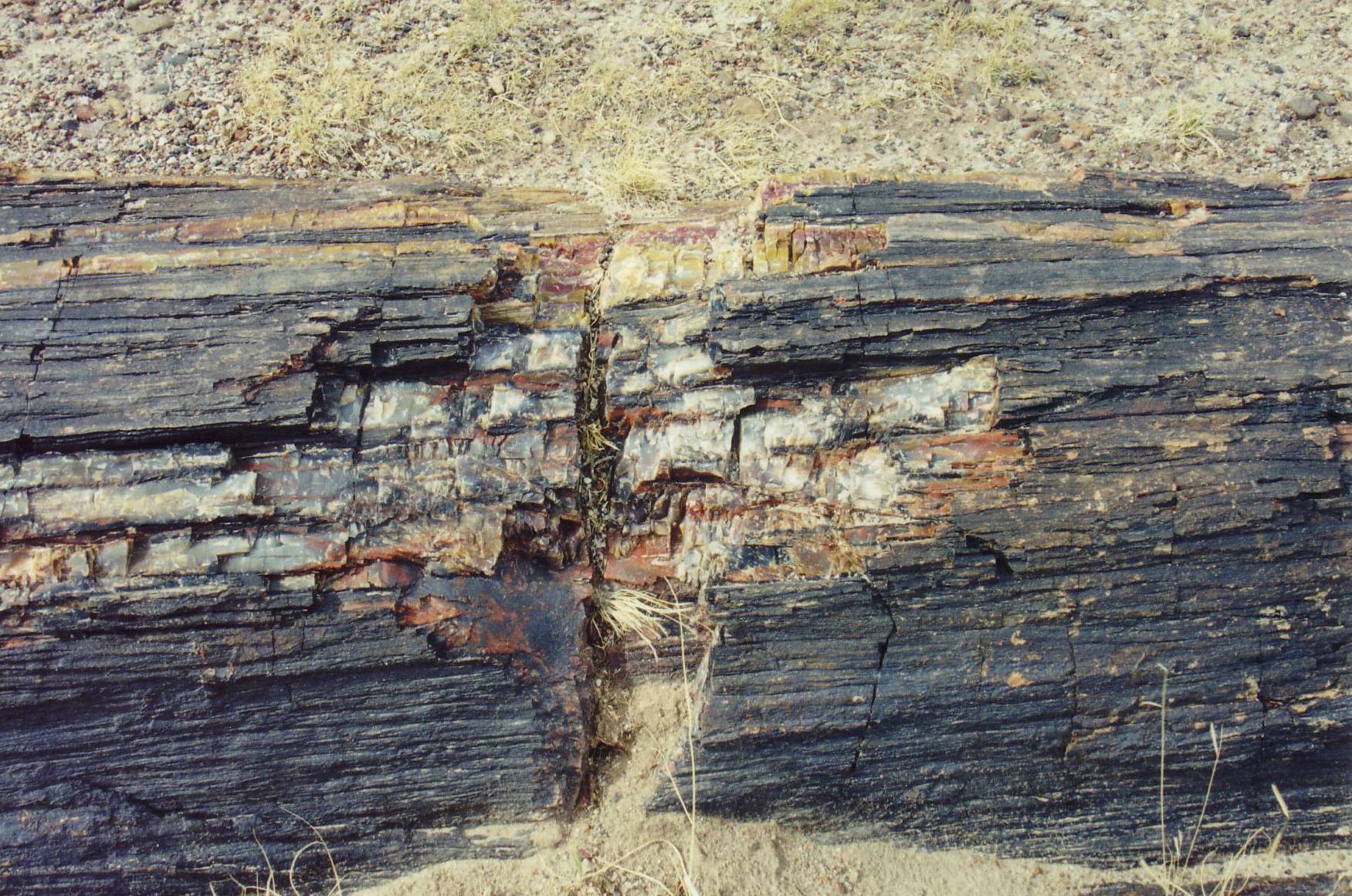 Versteinertes Holz im Petrified Forest National Park