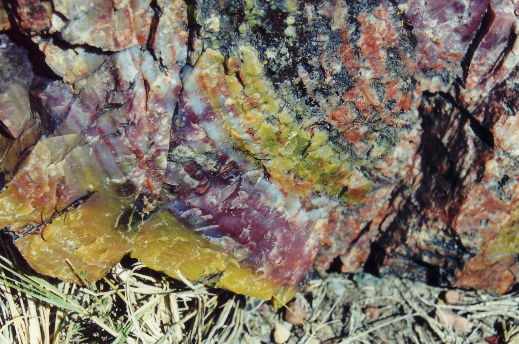 Farbenprauml;chtiges versteinertes Holzst&uuml;ck im Petrified F.....