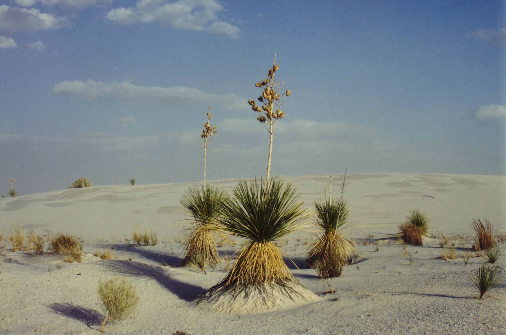 W&uuml;stenpflanzen im White Sands National Monument