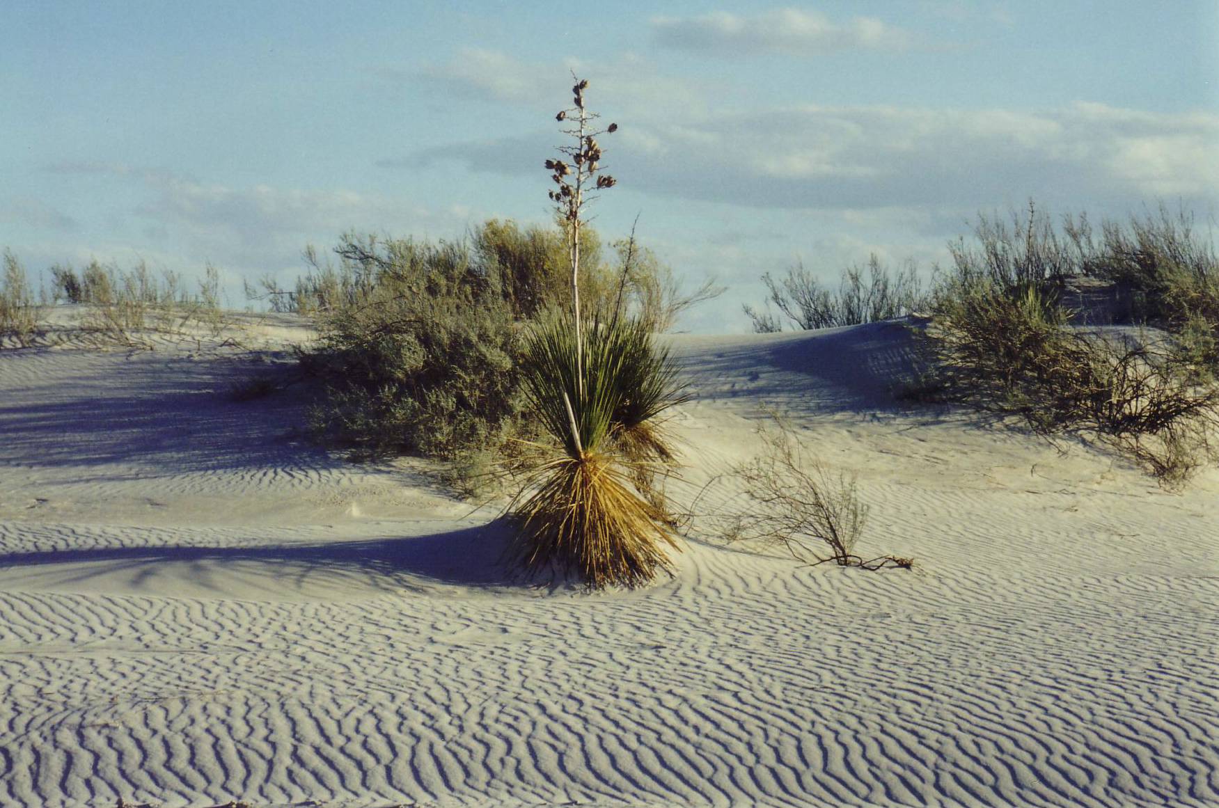 W&uuml;stenpflanzen im White Sands National Monument