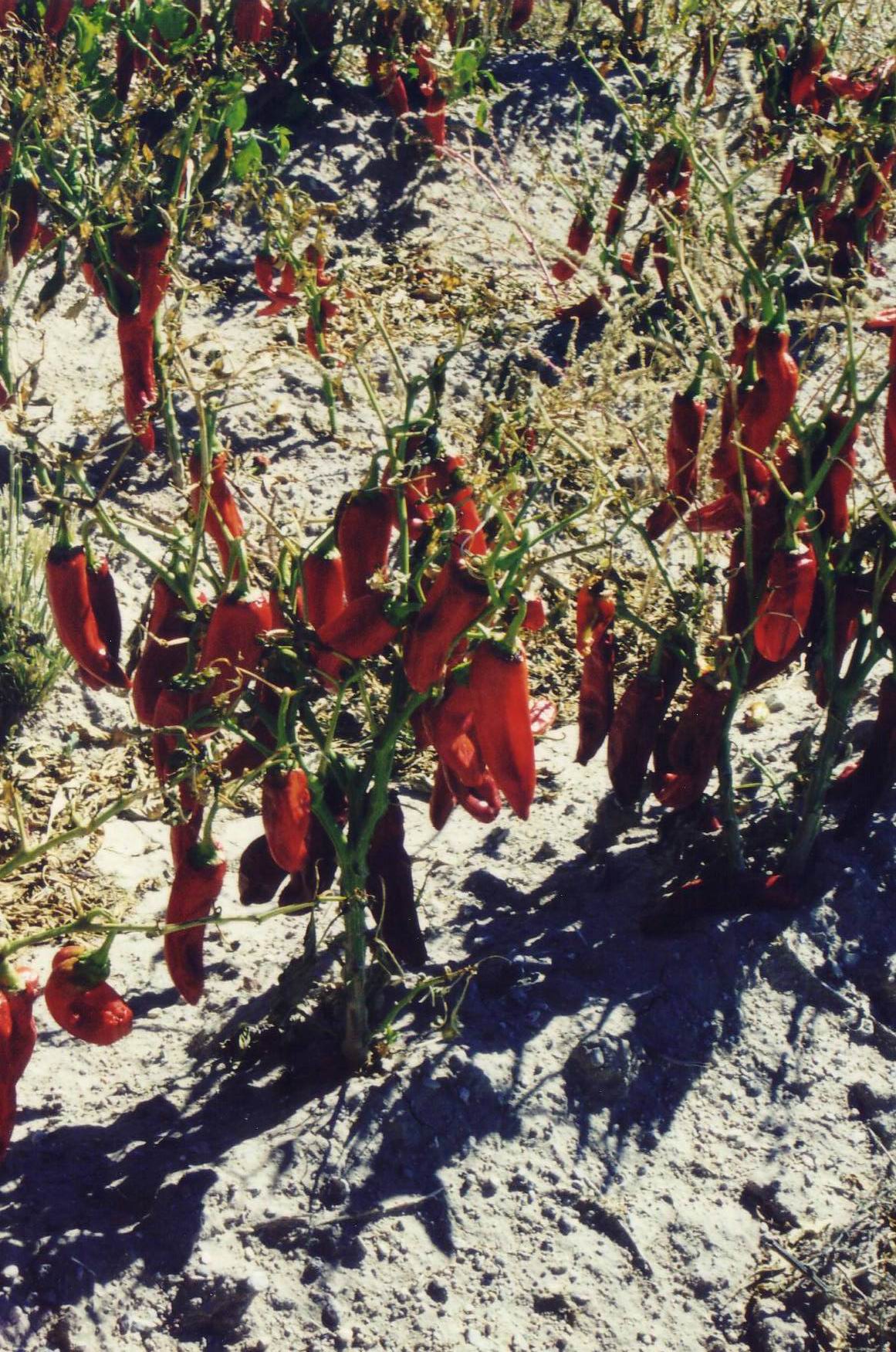 Peperonifeld am  Weg von New Mexico nach Tuscon (Arizona)