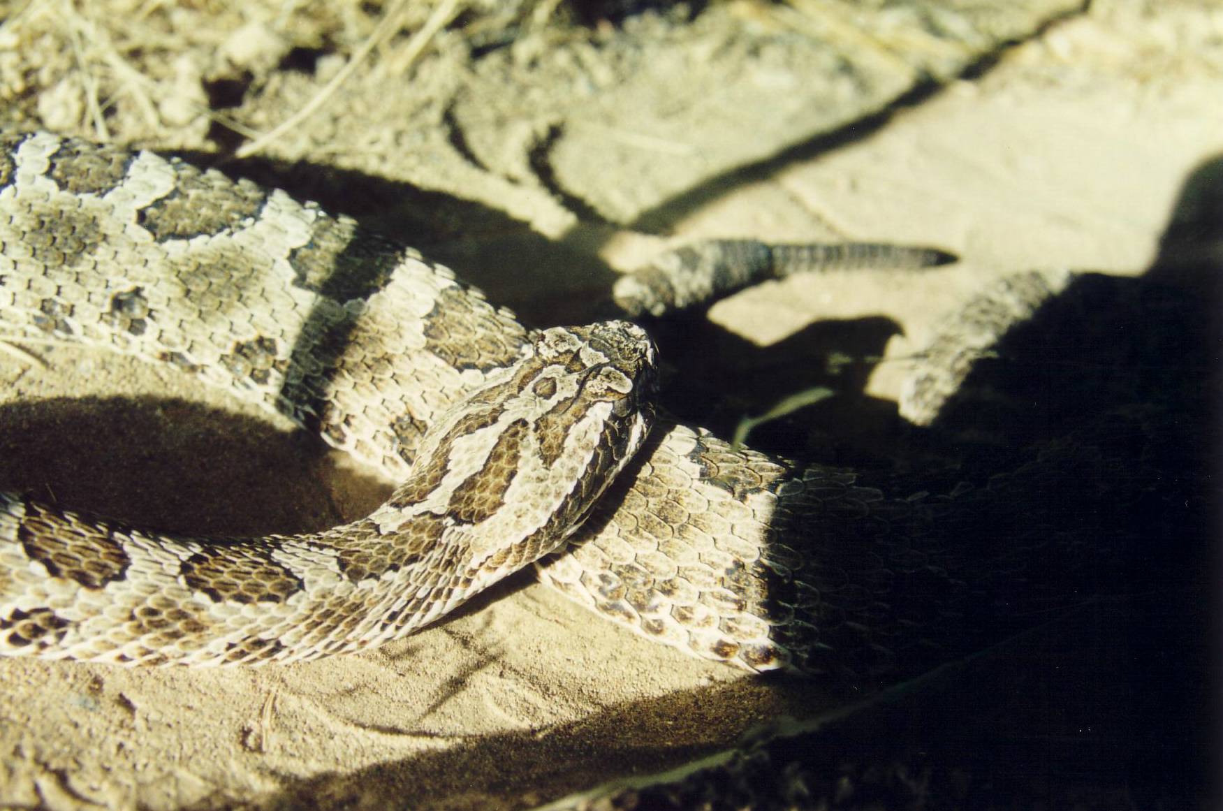 Klapperschlange im Arizona Sonora Desert Museum bei Tuscon