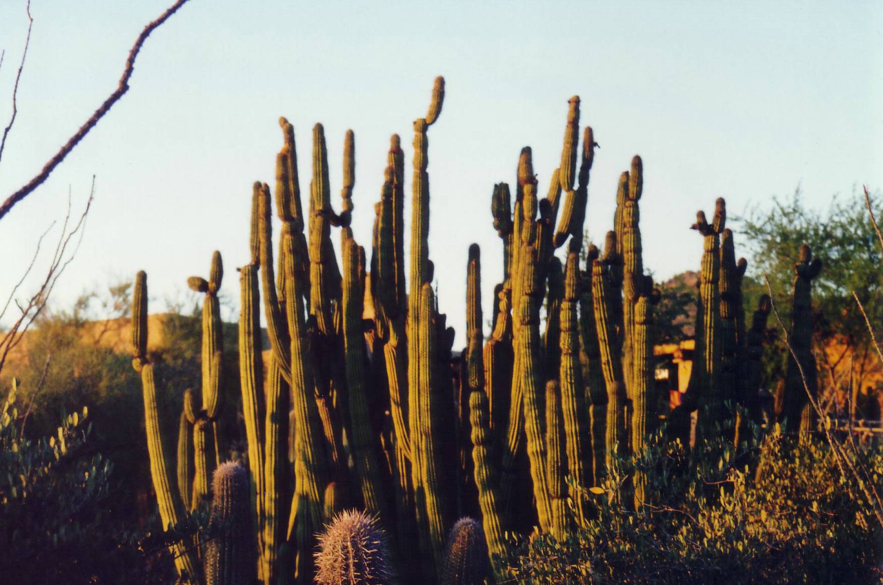 Orgelpfeiffenkaktus im Arizona Sonora Desert Museum bei.....