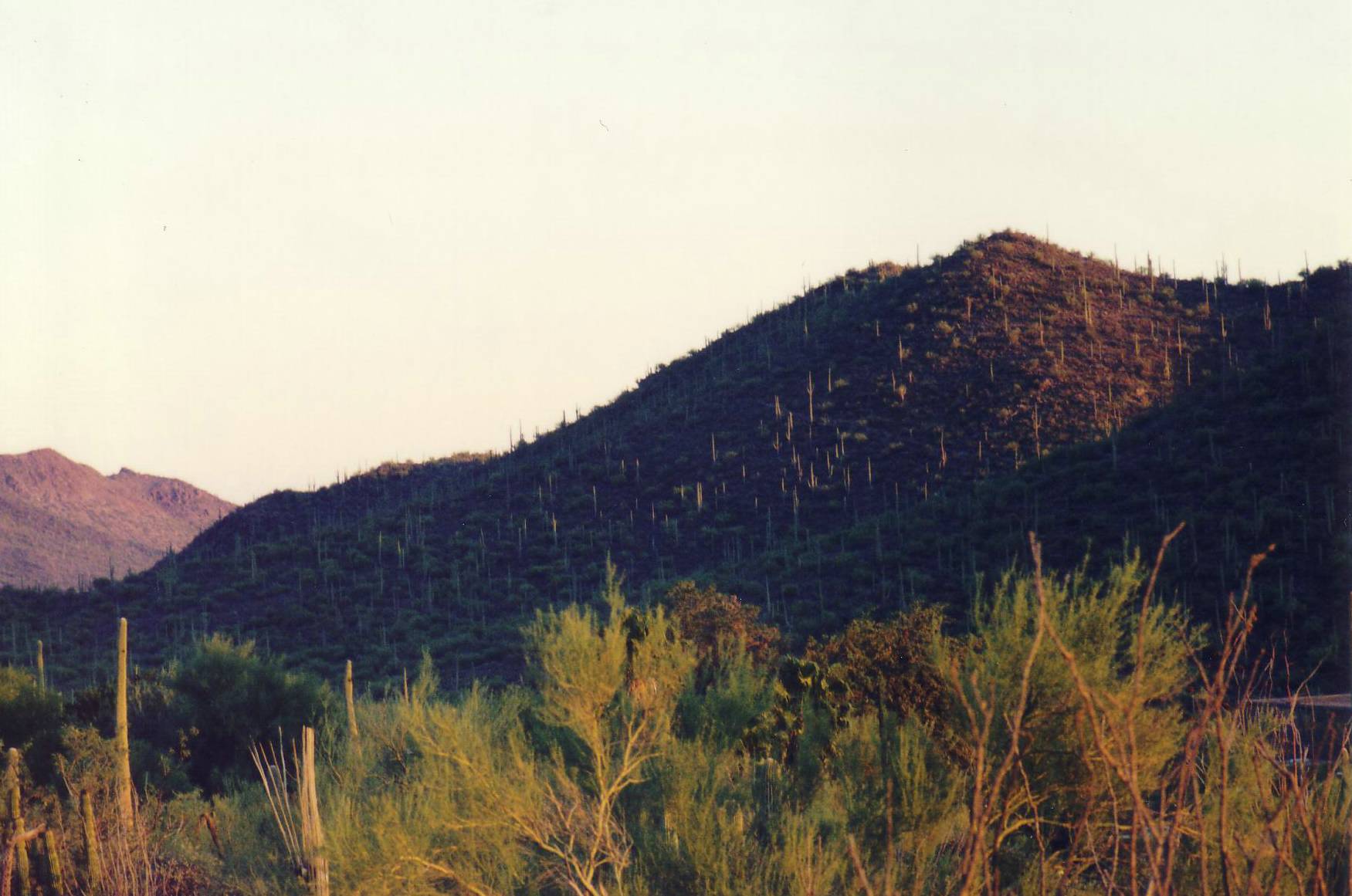 Die H&uuml;gellandschaft bei Tuscon ist von abertausend Sauml;ul.....