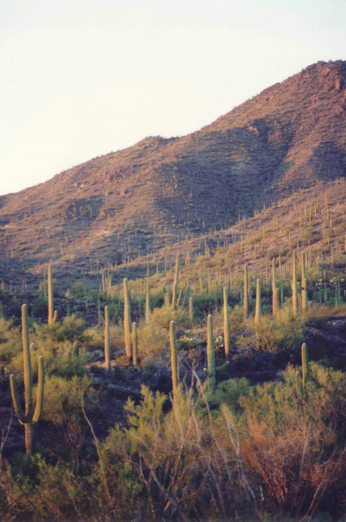 Die H&uuml;gellandschaft bei Tuscon ist von abertausend Sauml;ul.....