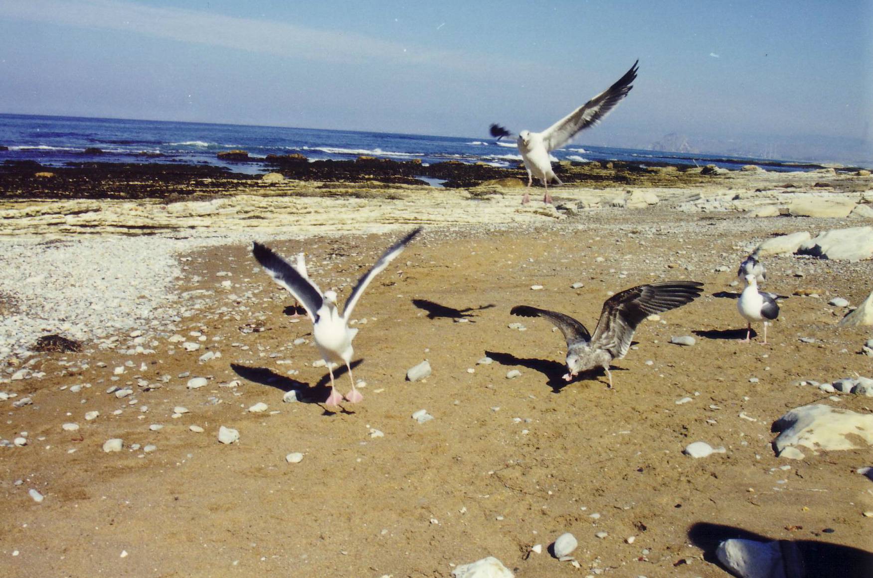 M&ouml;ven an der K&uuml;ste etwas s&uuml;dlich von San Francisco