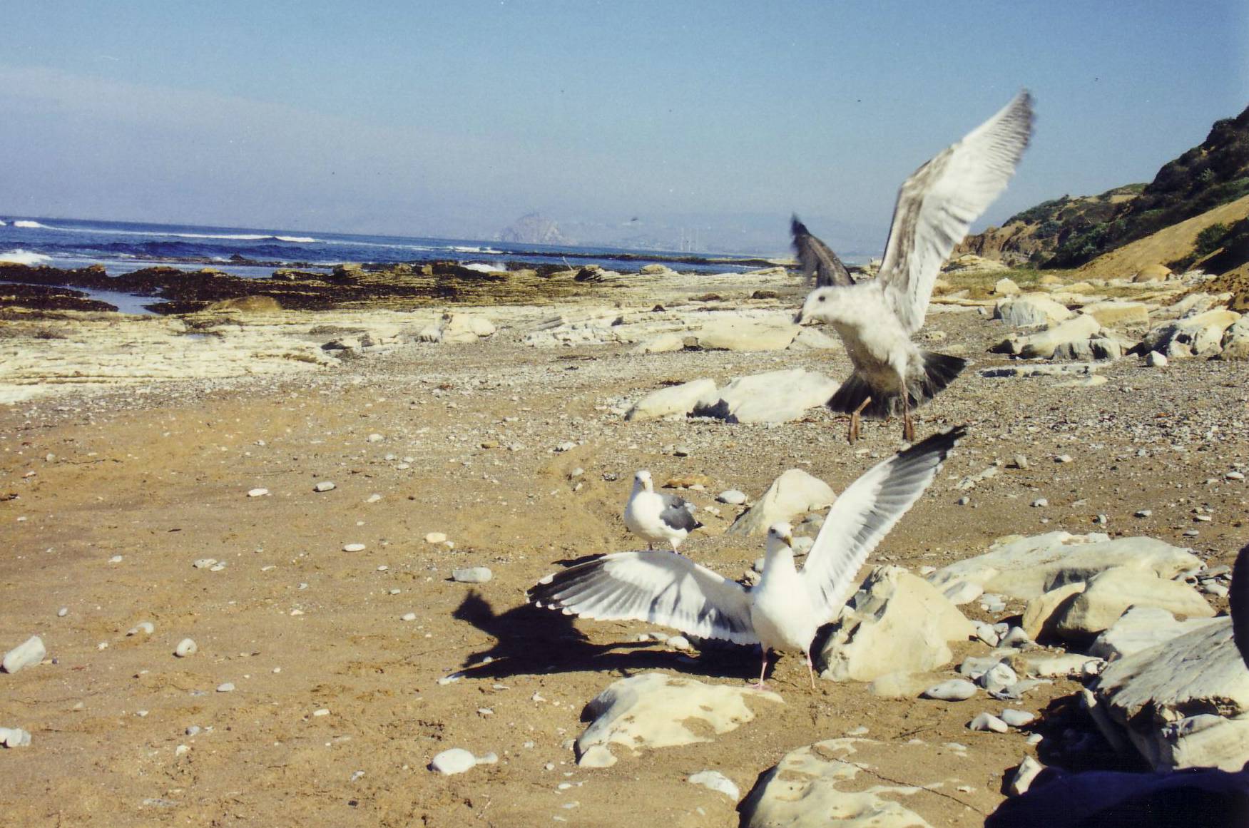 M&ouml;ven an der K&uuml;ste etwas s&uuml;dlich von San Francisco