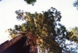 Einer der gr&ouml;ssten Sequoias im Yosemite National Park (.....