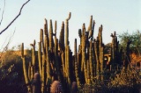 Orgelpfeiffenkaktus im Arizona Sonora Desert Museum bei.....