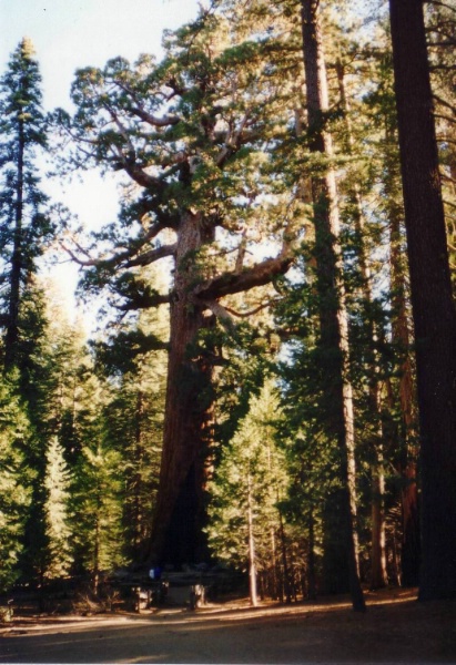 Im Mariposa Grove im s&uuml;dlichen Teil des Yosemite N.....