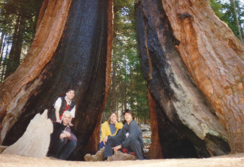 Diser riesige Sequoia steht ebenfalls im Mariposa .....