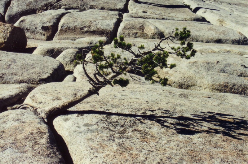 Impression vom Tioga Pass