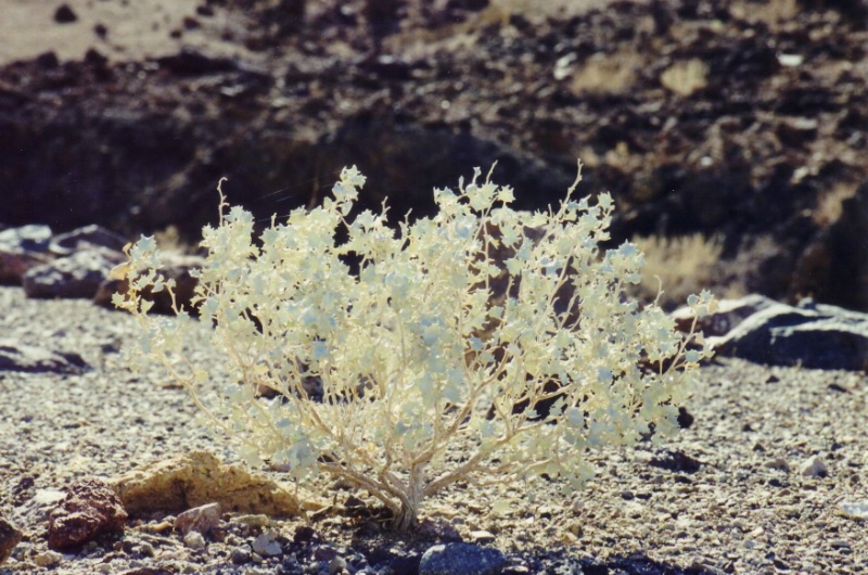 Salzbusch im Death Valley