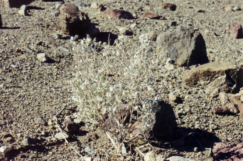 Salzbusch im Death Valley