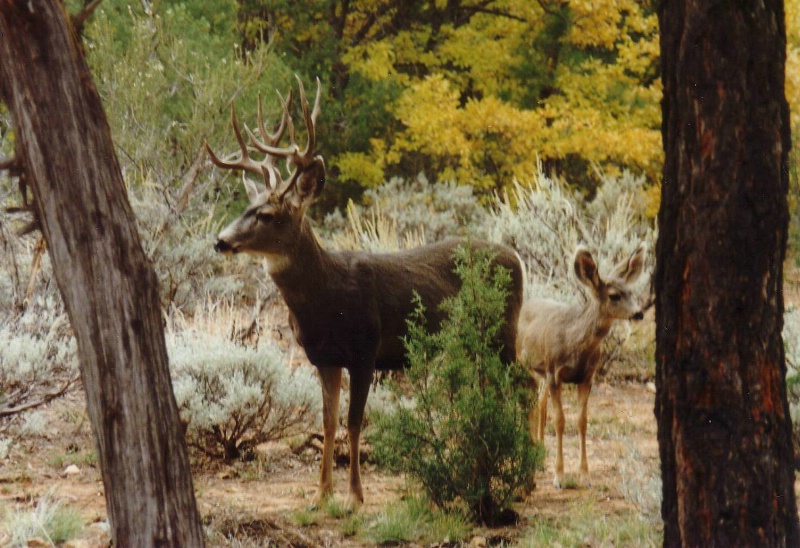 Tierischer Besuch auf dem Zeltplatz beim Grand Canyon
