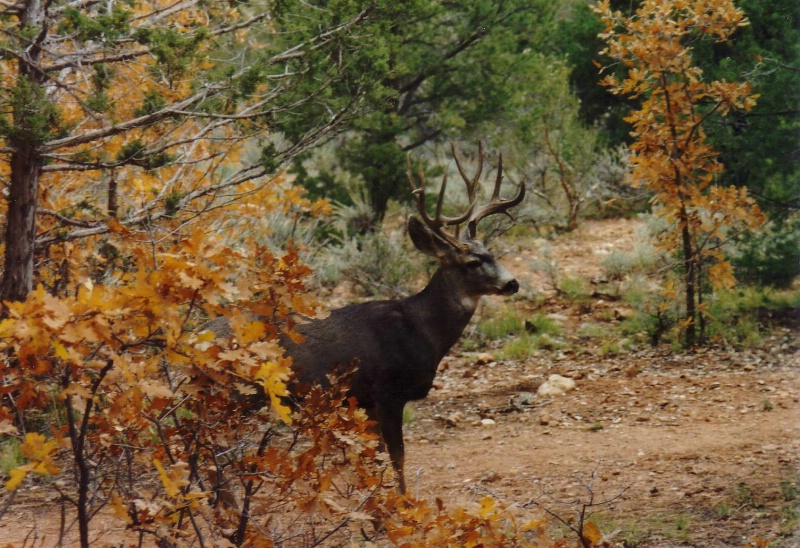 Tierischer Besuch auf dem Zeltplatz beim Grand Canyon