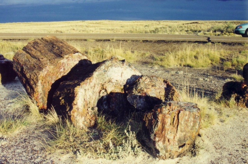 Versteinerter Baumstamm im Petrified Forrest National Park