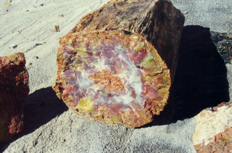 Wundersch&ouml;ner versteinerter Baumstamm im Petrified.....