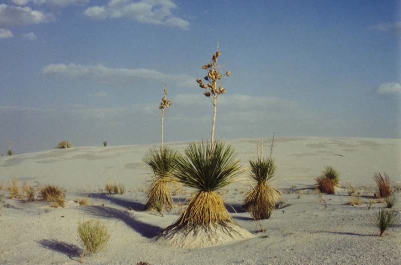 W&uuml;stenpflanzen im White Sands National Monument