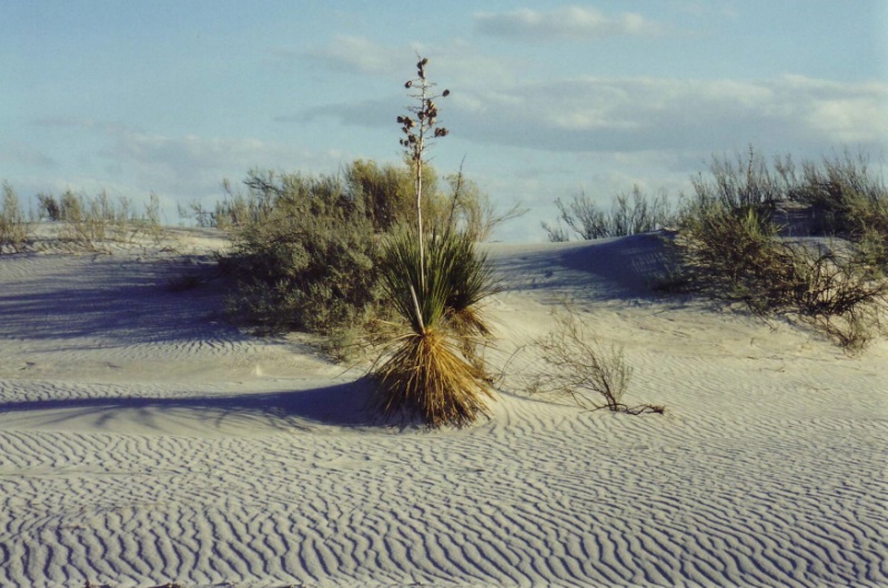 W&uuml;stenpflanzen im White Sands National Monument