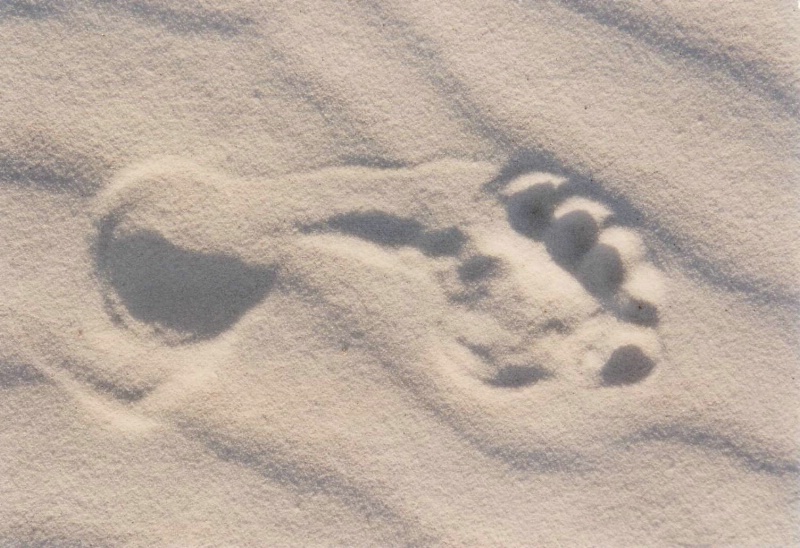 Fussabruck im weissen Gipssand des White Sands Nat.....