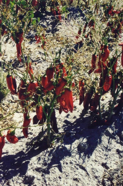 Peperonifeld am  Weg von New Mexico nach Tuscon (Arizona)