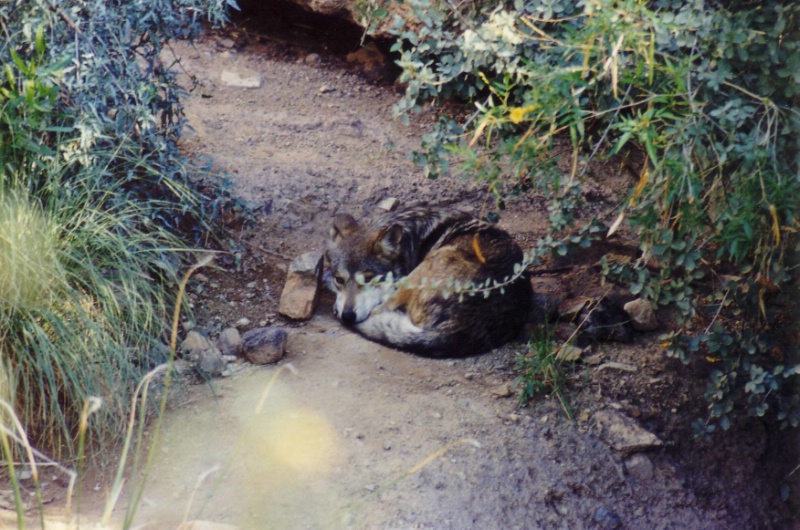 Arizona Sonora Desert Museum bei Tuscon