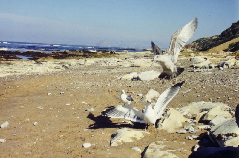M&ouml;ven an der K&uuml;ste etwas s&uuml;dlich von San Francisco