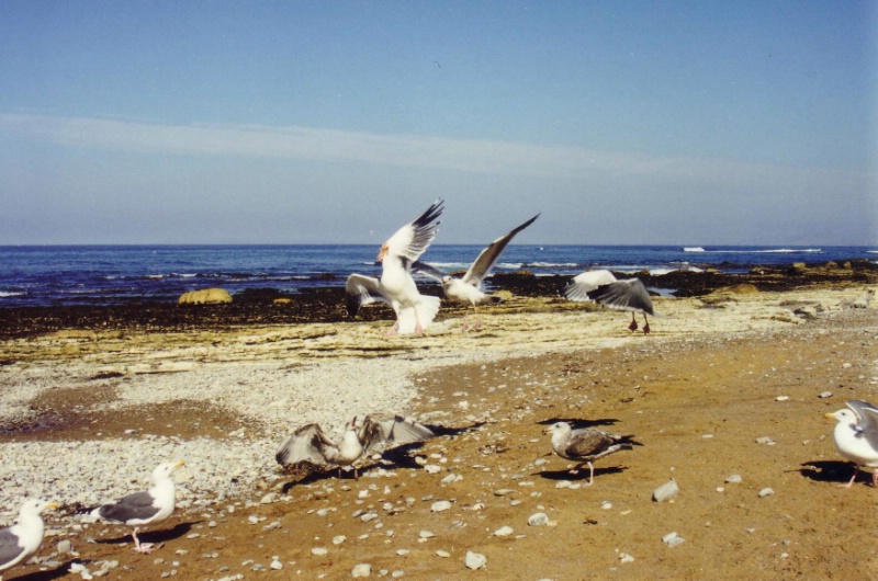M&ouml;ven an der K&uuml;ste etwas s&uuml;dlich von San Francisco